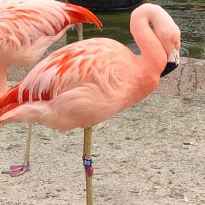 Meet your Posher, Penny